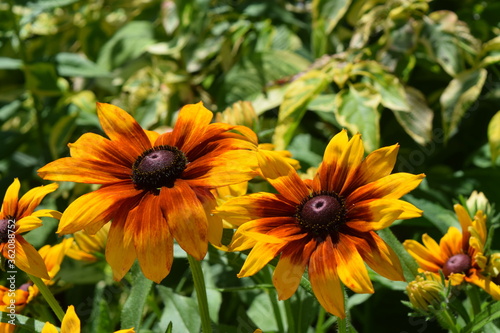 Two sunflowers bathed in light