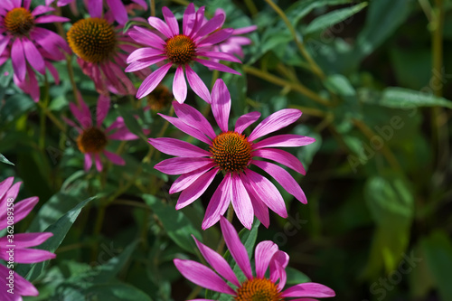 Purple pink flowers  Coneflower. Grassy medicine. Medicinal plant Echinacea Purpurea. Herbal harvest. Rudbeckia purpurea.