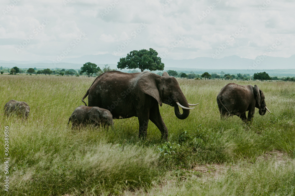 Closeup of A herd of Elephants grazing in Mikumi National Park
