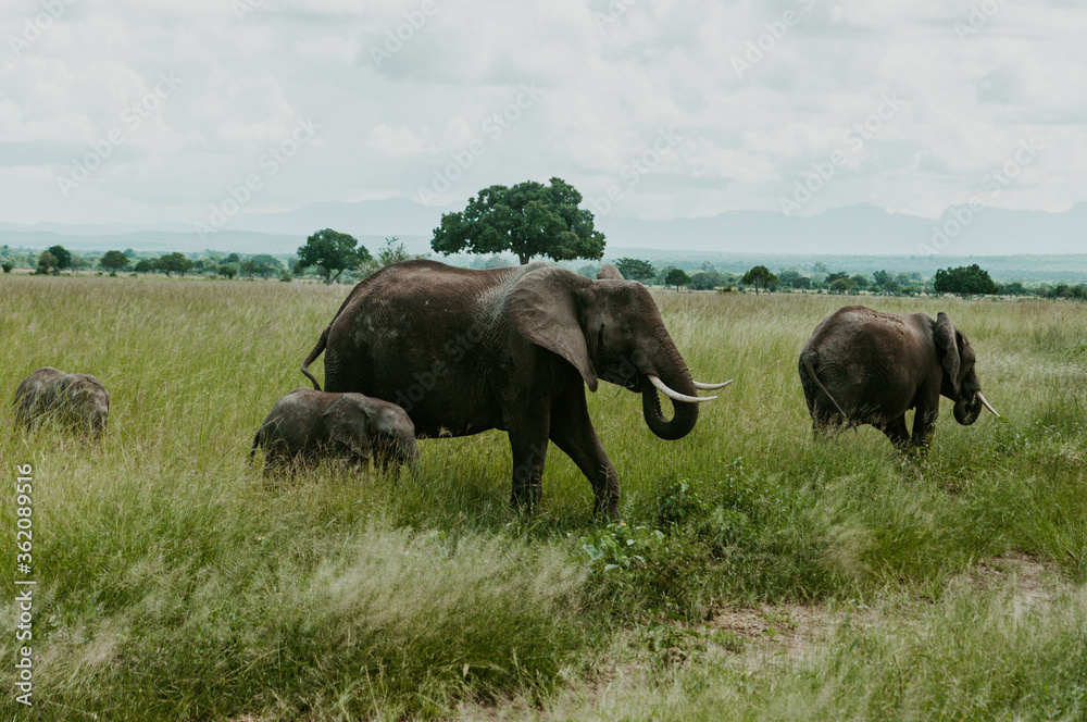 Closeup of A herd of Elephants grazing in Mikumi National Park Closeup of A herd of Elephants grazing in Mikumi National Park
