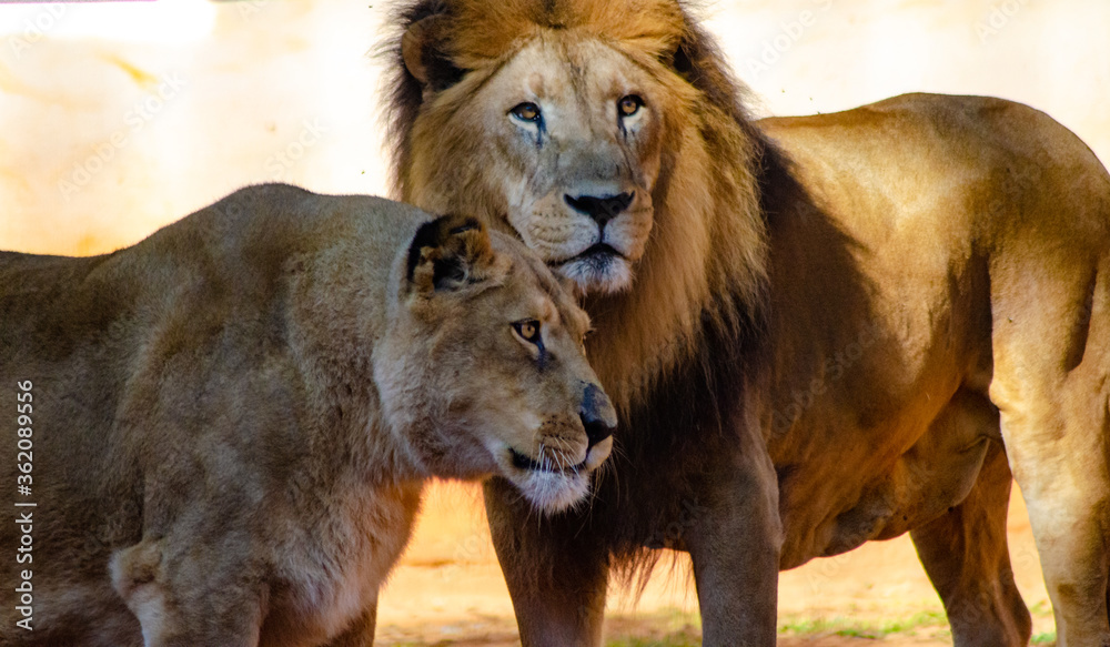 Beautiful animals photographed in a zoo in Brazil with natural light. Beautiful animals photographed in a zoo in Brazil with natural light.