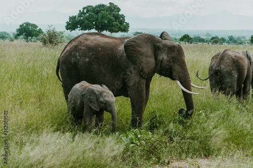 Closeup of A herd of Elephants grazing in Mikumi National Park