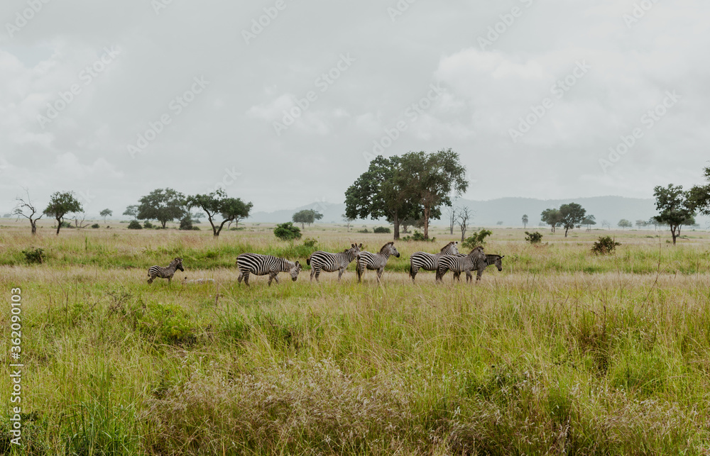 Zebras in the grass in Mikumi National Park Morogoro Tanzania