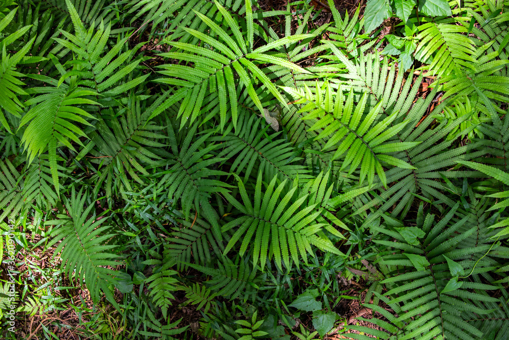 Green fern leaf in forest top view photo. Fern leaf texture in natural environment. Summer forest hiking banner template