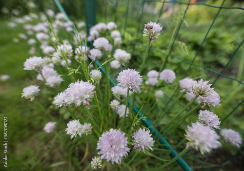 Beautiful summer garden flowers close-up.