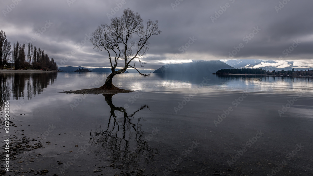 Isolation: Lone tree growing in Lake Bed - Wanaka, New Zealand