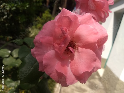 pink rose flower