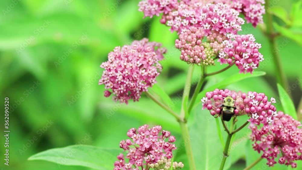 Bumblebee on Swamp Milkweed, a beautiful pink pollinator flower with complimentary colors on green Bumblebee on Swamp Milkweed, a beautiful pink pollinator flower with complimentary colors on green