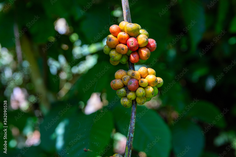 Coffee plant berries on branch closeup photo. Green and red berries on tree branch. Coffee plantation