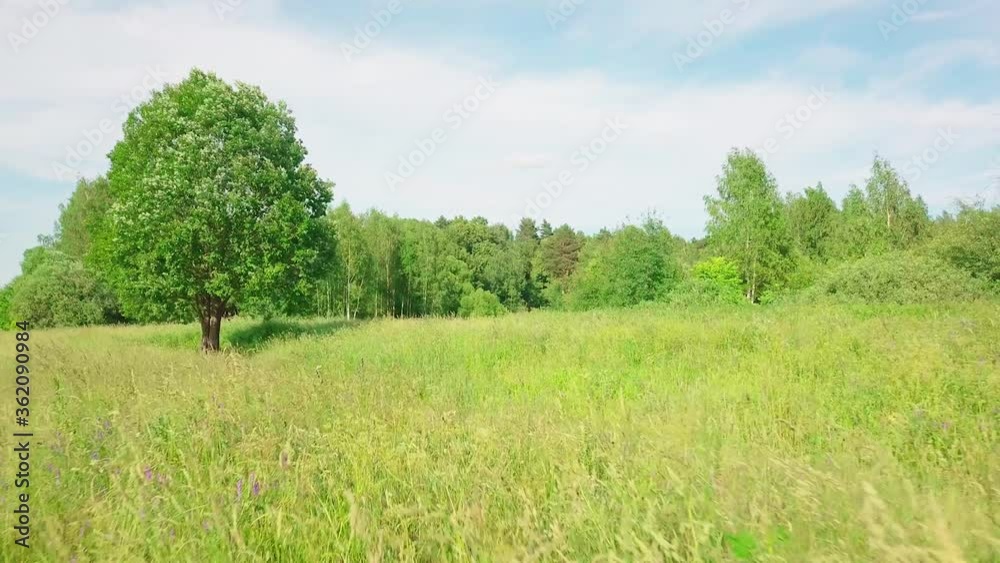 Flying through the green field. Against the background of a large tree and a dense forest. 4K resolution Flying through the green field. Against the background of a large tree and a dense forest. 4K resolution