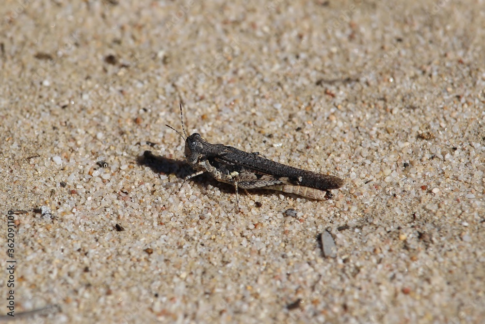 Grasshopper on sand, South Australia Grasshopper on sand, South Australia