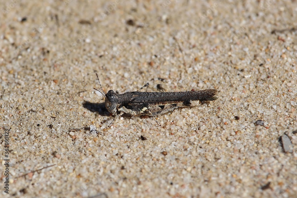 Grasshopper on sand, South Australia