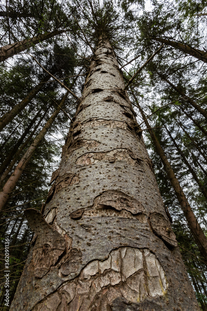 looking up at Sitka Spruce pine tree in a planted forest farm