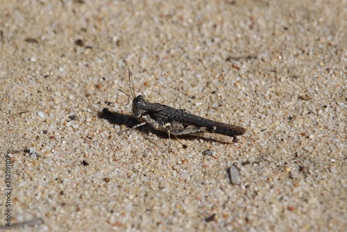 Grasshopper on sand  South Australia