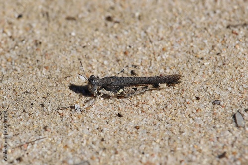 Grasshopper on sand  South Australia