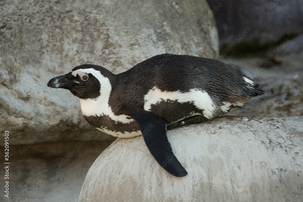 Fototapeta premium African Penguin (Spheniscus demersus).