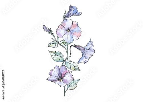 Photography Hand drawn watercolor illustrations of floral ornament with flowers petunia and