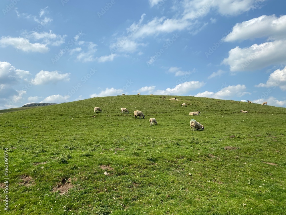 Sheep grazing on the hillside, with broken cloud above in, Hetton, Skipton, UK