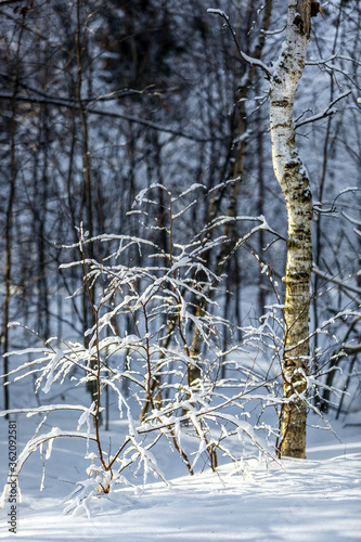 Snow-dusted forest