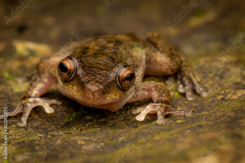 Endangered common mist frog (Litoria rheocola). Cairns, Queensland, Australia.