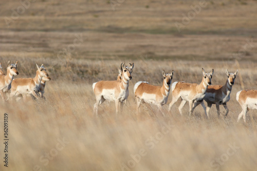 Nebraska Antelope