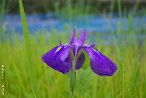紫色のアヤメの花のクローズアップ 
