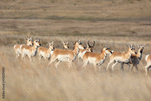 Antelope Herd