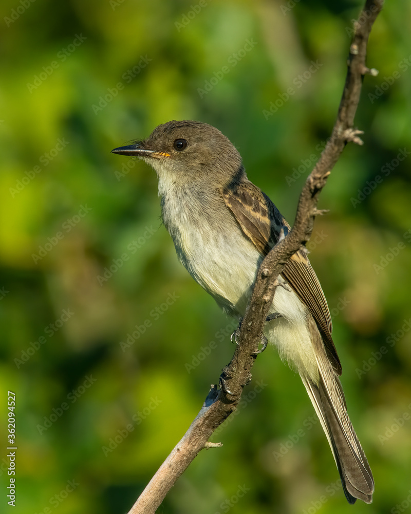 eastern Wood Peewee