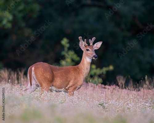 Young Buck with antlers in velvet