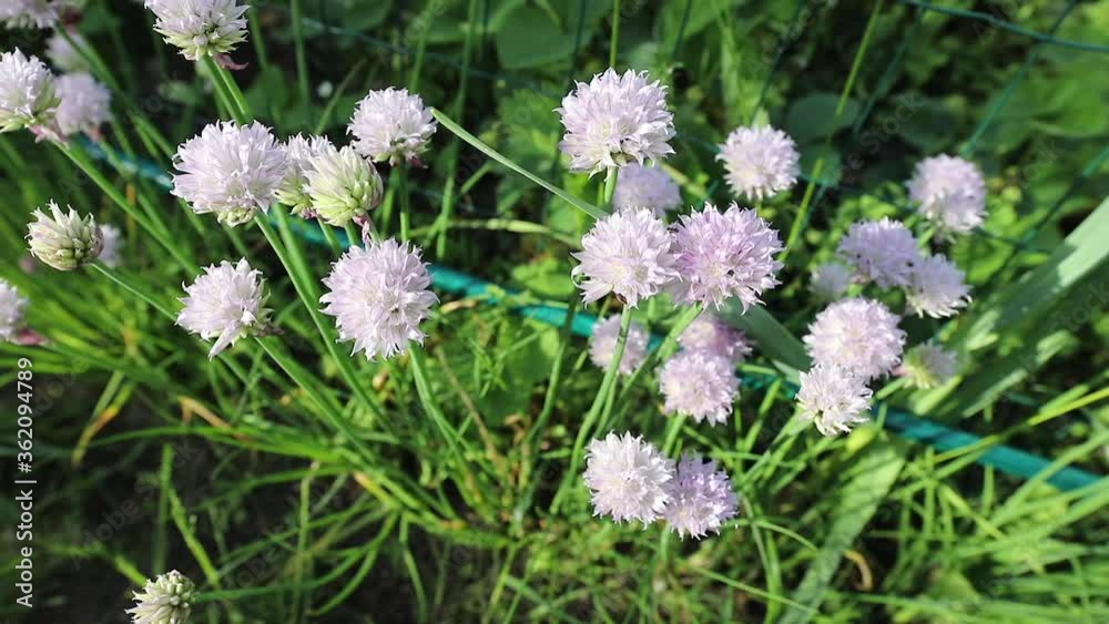 Bees collect pollen from honey flowers in summer garden. FullHD footage. Bees collect pollen from honey flowers in summer garden. FullHD footage.