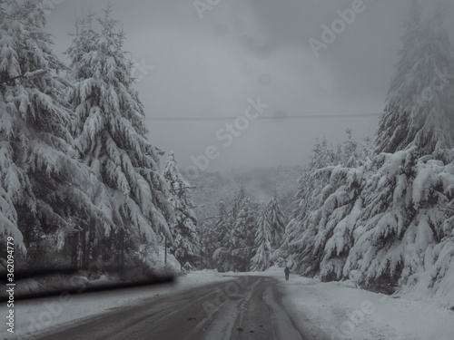 pinos y ruta nevada