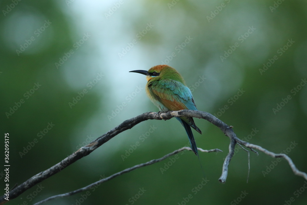 A bee-eater perching on a branch with blurred background. Darwin NT, Australia