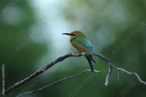A bee-eater perching on a branch with blurred background. Darwin NT, Australia