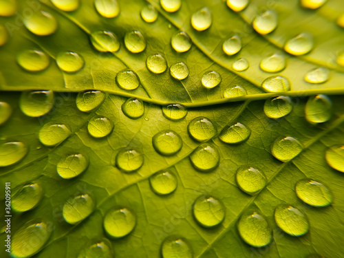 Beautiful green leaf with drops of water..