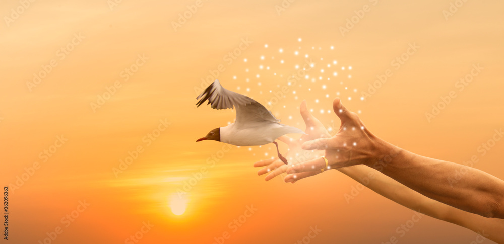 Naklejka Bird flying from hands with white dot and sunrise background copy space, Freedom concept and international day of peace