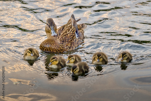 A mallard duck mom and her 6 babies swim in the pond under evening sunlight. © Jay