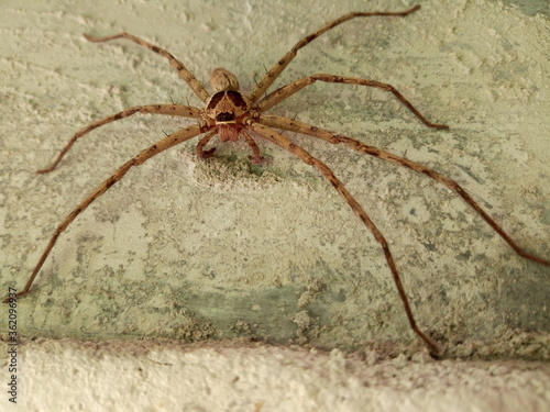Brown spider On the cement wall.