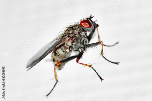 A macro shot of a fruit fly on white background