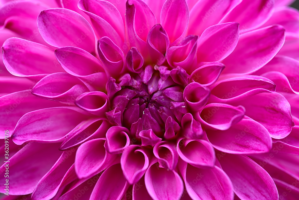 A closeup of a red dinner plate of dahlia with beautiful patterns in