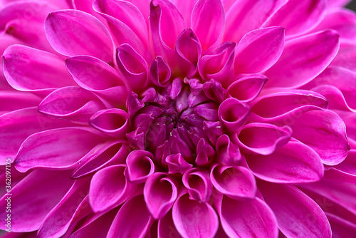 A closeup of a red dinner plate of dahlia with beautiful patterns in the garden © Jay