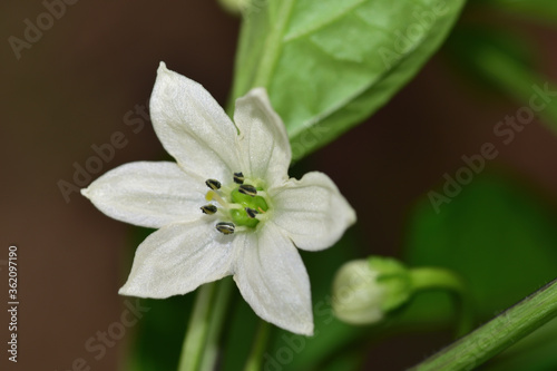 close up of a lovely white pepper flower in the garden
