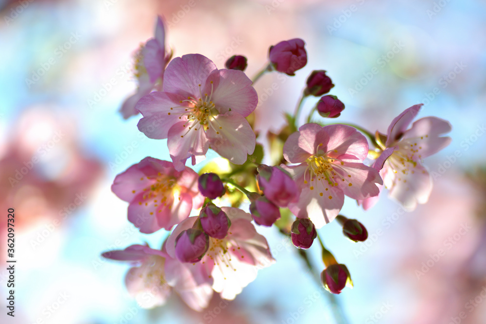 Obraz premium 逆光に透ける早咲き桜の花