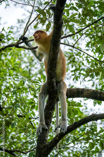 Family of wild Proboscis monkey or Nasalis larvatus, in the rainforest of island Borneo, Malaysia, close up