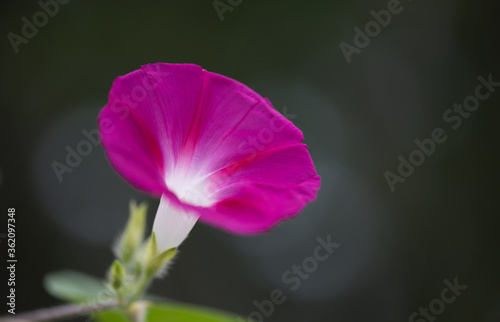 A single beautiful red blossom of morning glory in early morning  with dark background