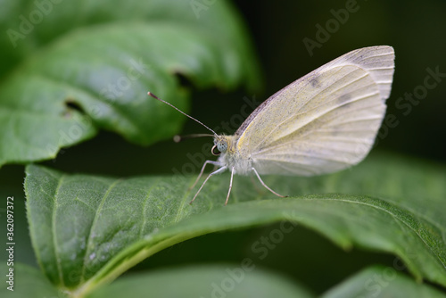 A lovely white butterfly sits on a green leave of dahlia flower with dark background in Summer garden
