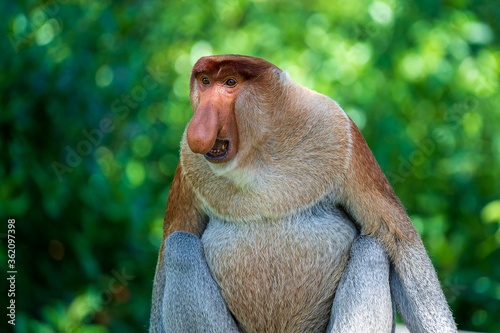 Canvas Print Family of wild Proboscis monkey or Nasalis larvatus, in the rainforest of island