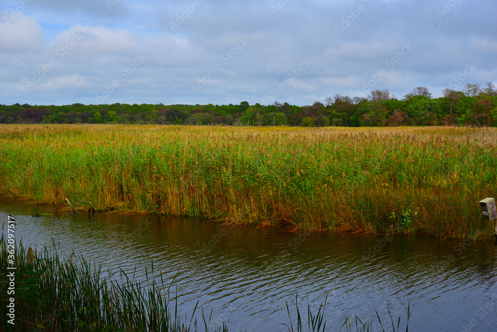 Wet land of Wertheim
National Wildlife Refuge , New York, with colorful common reeds forest Wet land of Wertheim
National Wildlife Refuge , New York, with colorful common reeds forest
