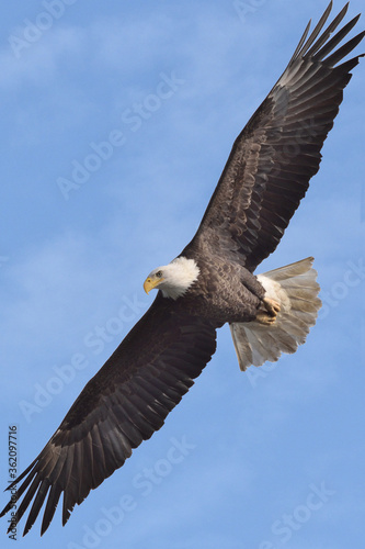 A bald eagle is flying high above a river,  hunting fish with blue sky in the backgound © Jay