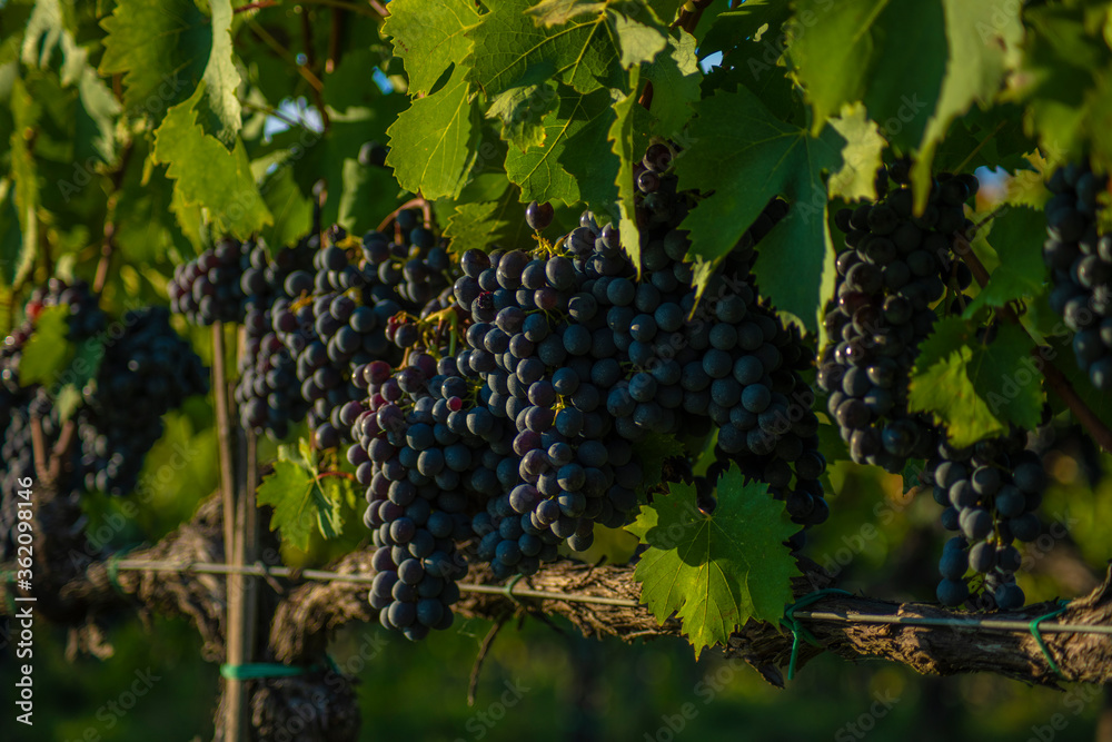 Vineyard Montepulciano