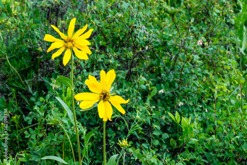 Colorado Wildflowers in Bloom in Routt County photo